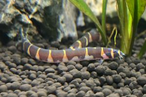 Striped Kuhli Loach Thumbnail