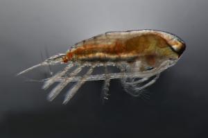 Copepods Thumbnail