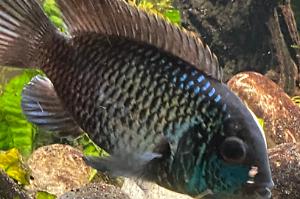 Blue Acara Thumbnail