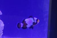 Black ice clownfish Thumbnail