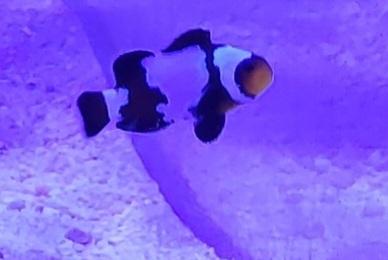 Black Ice Clownfish