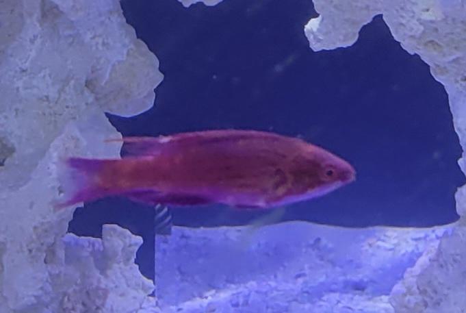 Blue Headed Flasher Wrasse