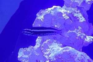 Kamohara Blenny