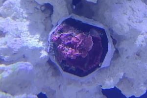 Mushroom coral Thumbnail