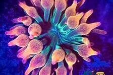 Bubble Tip Anemone Thumbnail