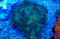 Chalice Coral Thumbnail