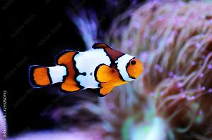 Snow onyx clownfish Thumbnail