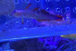 Purple firefish Thumbnail