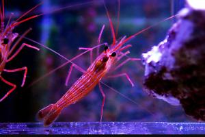 Peppermint Shrimp Thumbnail