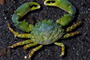 Emerald Crab Thumbnail