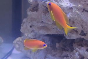 anthias Thumbnail