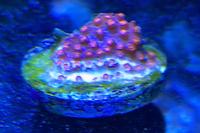 Purple montipora Thumbnail