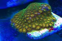 Green/ orange montipora Thumbnail