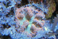 Rock Flower Anemone Thumbnail