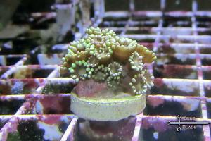 Flower Pot Coral - Alveopora Thumbnail