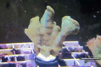 Pavona Coral - Green Thumbnail