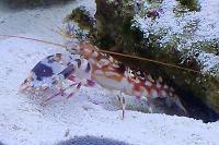 Tiger Pistol Shrimp