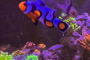 DaVinci clownfish Thumbnail