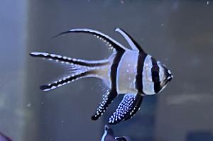 Banggai Cardinalfish Thumbnail