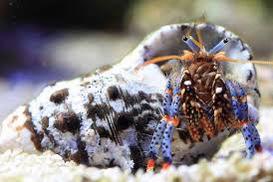 Hermit crab Thumbnail