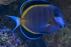 Powder Brown Tang Thumbnail