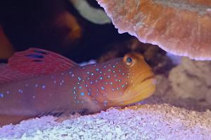 Bluespotted Watchman goby Thumbnail