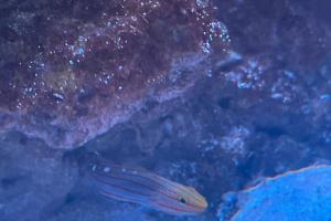 Court jester goby Thumbnail