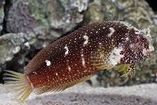 Starry Blenny Thumbnail