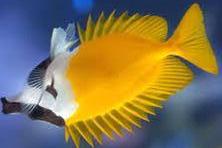 Fox face rabbitfish Thumbnail