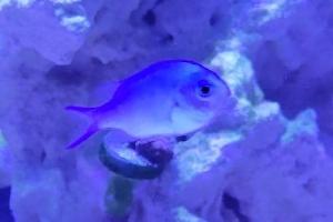 Blue/Green Chromis Thumbnail