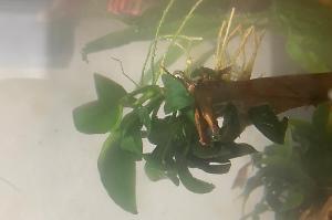 Anubias barteri “petite” Thumbnail