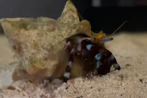 Hermit crab  Thumbnail