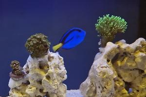 Blue Tang Thumbnail