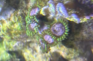 Purple monster zoa Thumbnail