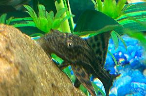 Plecostomus Thumbnail