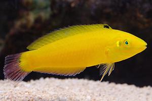 Yellow Coris Wrasse Thumbnail