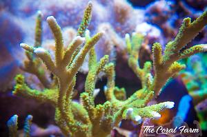 Green Montipora Digitata Thumbnail