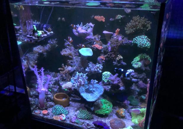 My Aquarium on Apr 24, 2023