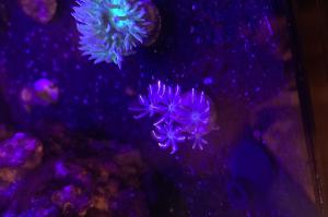 Clove polyp  Thumbnail