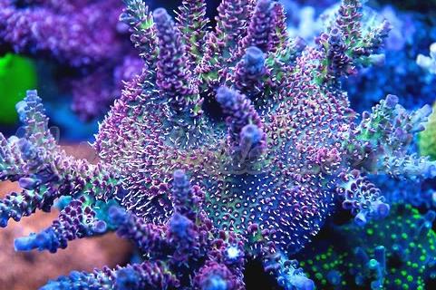 Hyacinthus Acropora Coral / Acropora hyacinthus 47