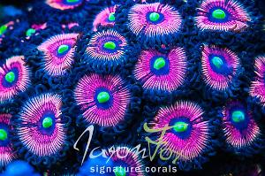 Daisy Dukes Zoanthid Thumbnail