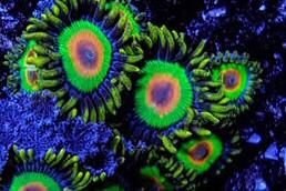 Rasta Zoanthid Thumbnail