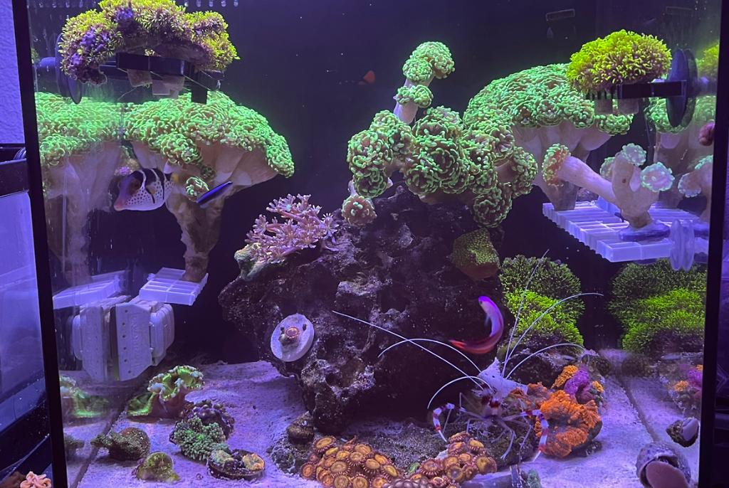 My Aquarium on Apr 28, 2023