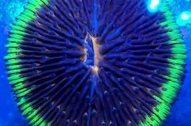 Violet UFO Fungia Plate Coral Thumbnail