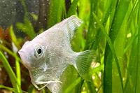 Platinum Angelfish Thumbnail