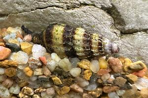 assassin snail Thumbnail