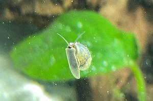 Mystery Snail Thumbnail