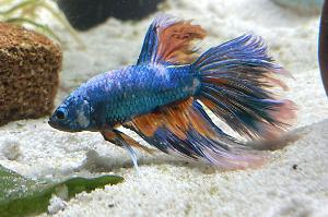 Betta Thumbnail