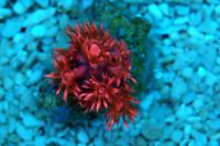 Japan Flower Pot Coral Thumbnail