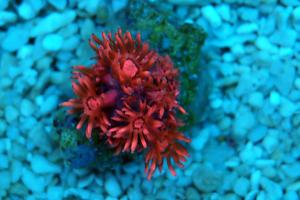 Japan Flower Pot Coral